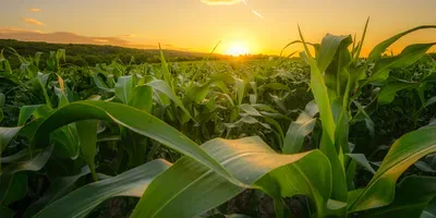 more transparency for gene-edited crops