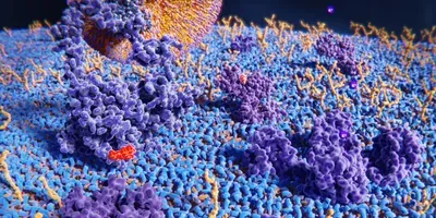 cell membrane rendering