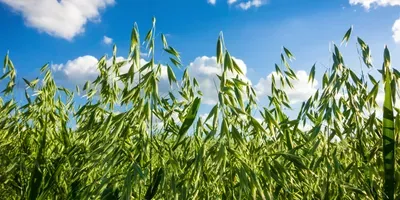 field of unripened oats