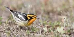 Blackburnian Warbler