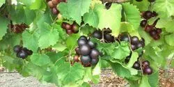 Muscadine grape compounds inhibit key SARS-CoV-2 enzyme