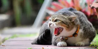 how animals respond to stress