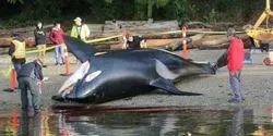 Southern resident killer whale stranded near Sechelt, British Columbia