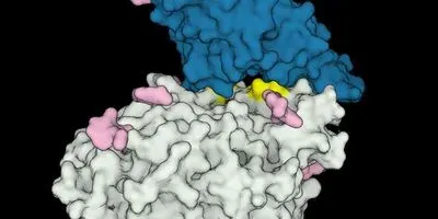 3D Protein Modeling Suggests Why COVID-19 Infects Some Animals, but not Others (article image)