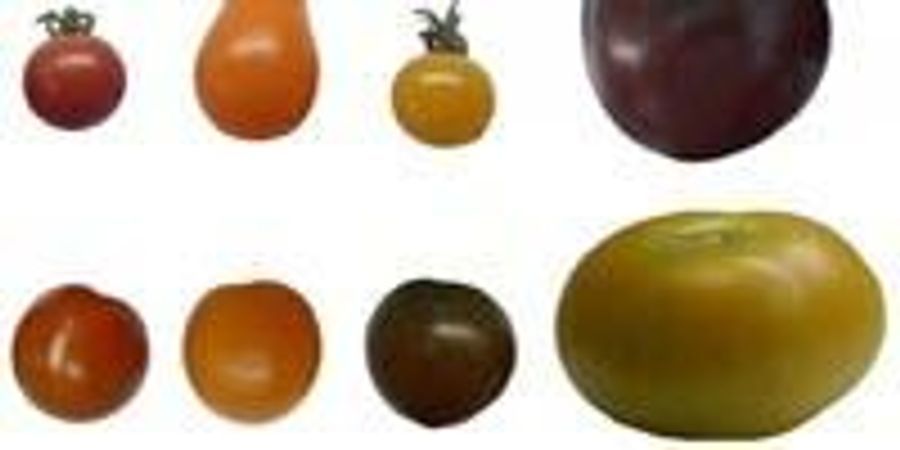 Comparing Antioxidants Levels in Tomatoes of Different Color | Lab Manager