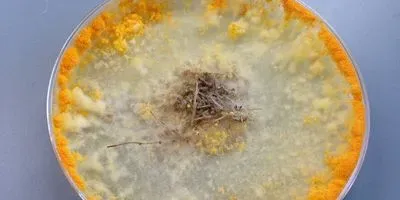 Neurospora crassa