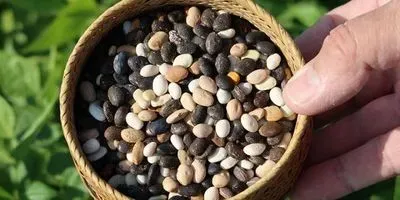 Tepary beans in basket (article image)