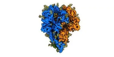 A coronavirus spike in its natural state