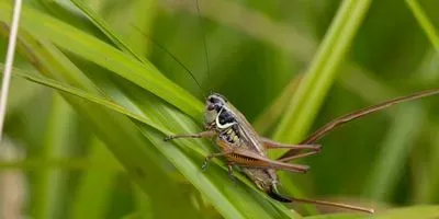 Roesel's bush-cricket