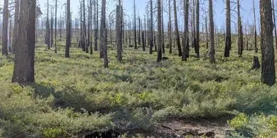 Post-Fire Landscape, Sierra Nevada
