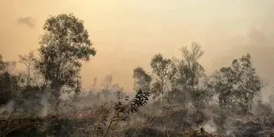Peatland smoldering following fire in a disturbed forest in southeast Asia (article image)