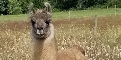 nanobodies,  against COVID-19 from a llama