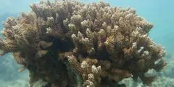 Coral off Hawaii