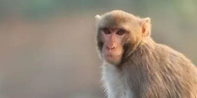 Rhesus Macaque, India