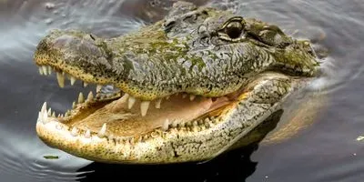 crocodile