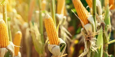 corn in a field