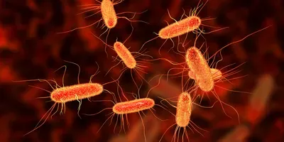 E. Coli illustration