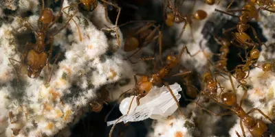 fungus-harvesting ants