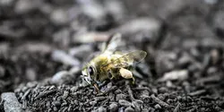 the effect of neonicotinoids on bees