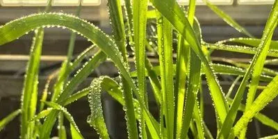 Wheat plant