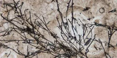 fungus-like filamentous microfossils