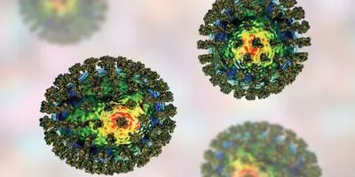 Antibody Generation and Validation