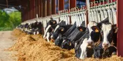 dairy cow nutrition