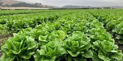 lettuce field