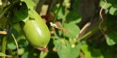 finger lime tree