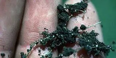 Hschachtii on cabbage roots (article image)