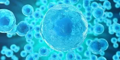 biological cells graphic