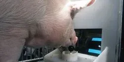 Yorkshire pig operating the joystick of a simple video game