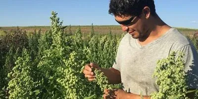 Researcher inspecting quinoa