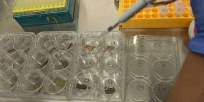 Placing drops of virus suspension on sterile surfaces prior to ozone exposure