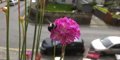 balconies and window boxes in densely urban regions can provide food for pollinators
