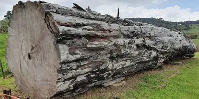Ancient kauri tree log from Ngawha, New Zealand