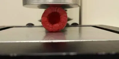 treated raspberry being tested