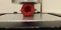 treated raspberry being tested