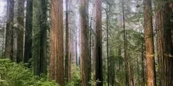 Redwoods