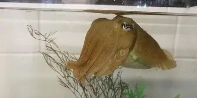 Common cuttlefish