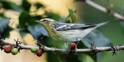 blackburnian warbler