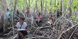 Mangrove Conservation