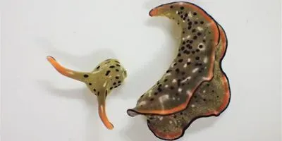 Head and body of Elysia cf. marginata