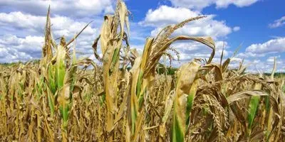 corn damaged by drought