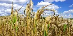 corn damaged by drought
