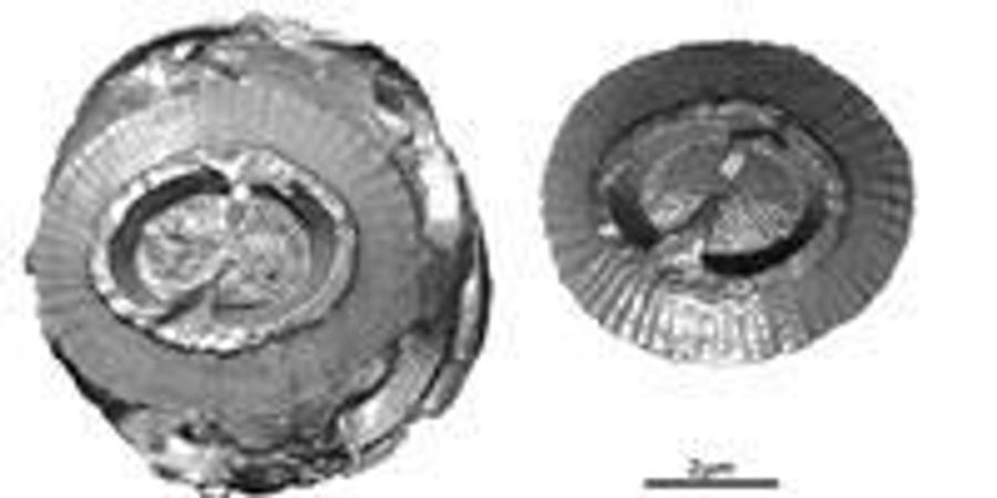 The Smallest Skeletons in the Marine World Observed in 3D by ...