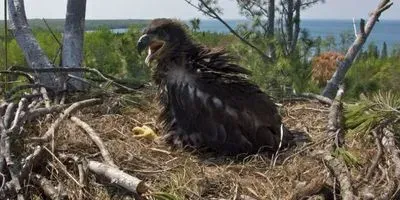 Bald Eagle Nestling
