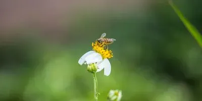 bee, an important pollinator, on a flower