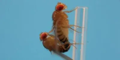 Fruit Flies