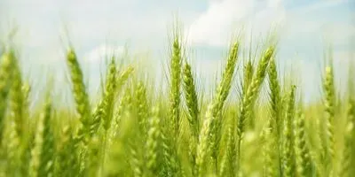 green field of wheat